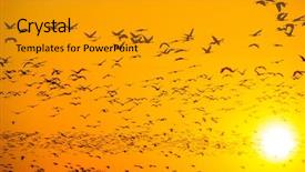  Presentation with cranes on buildings - Slide deck with spring migrating sandhill cranes moving background and a gold colored foreground