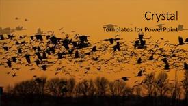  Presentation with moving - Cool new PPT layouts with spring migrating sandhill cranes moving backdrop and a gold colored foreground