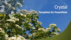  Presentation with processing - Cool new theme with spring mood viburnum blossoms against the blue sky taken with the polarization filter processing minimum a single exposure without masks and a separate editing backdrop and a teal colored foreground