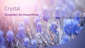  Presentation with blue flower - Slide deck enhanced with spring-muscari-hyacinth-flowers-beautiful background and a pink colored foreground