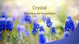  Presentation with jasmine spring flowers - Colorful PPT layouts enhanced with spring muscari hyacinth flowers beautiful backdrop and a cream colored foreground