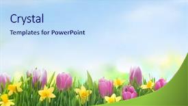  Presentation with narcissus - Audience pleasing PPT layouts consisting of spring narcissus and tulips flowers backdrop and a sky blue colored foreground