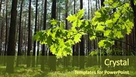  Presentation with oak forest - Slide deck enhanced with spring oak leaves after rain on a background of a blurred sunny forest background and a tawny brown colored foreground