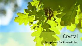 Presentation with oak - PPT theme having spring oak leaves in sunlight background and a yellow colored foreground