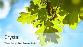  Presentation with oak - Slide set enhanced with floral frame with pink peonies flowers on rustic wooden background selective focus place for text top view background and a gray colored foreground