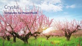  Presentation with garden - Beautiful presentation design featuring spring-of-peach-garden backdrop and a sky blue colored foreground
