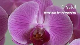  Presentation with orchids - Cool new slides with spring of perfect pink orchids backdrop and a coral colored foreground