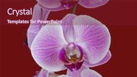  Presentation with orchids - Presentation theme consisting of spring of perfect pink orchids against a red background background and a tawny brown colored foreground