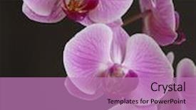  Presentation with orchids - Slide set having spring of perfect pink orchids against a black background background and a coral colored foreground