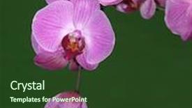  Presentation with orchids - Slides with spring of pink orchids against a green background background and a tawny brown colored foreground
