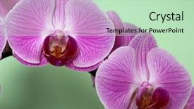  Presentation with orchids - Presentation featuring spring of pink orchids against a green background background and a soft green colored foreground