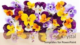 Presentation with edible flower - Slide deck enhanced with spring-or-summer-flower-composition background and a yellow colored foreground