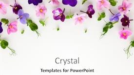  Presentation with edible flower - PPT theme with spring-or-summer-flower-composition background and a white colored foreground