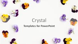  Presentation with pansy - Audience pleasing presentation consisting of spring-or-summer-flower-composition backdrop and a white colored foreground