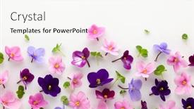 Presentation with edible flower - Presentation enhanced with spring-or-summer-flower-composition background and a white colored foreground