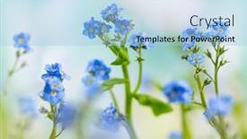  Presentation with forget - Slides consisting of spring-or-summer-flowers-landscape background and a light blue colored foreground