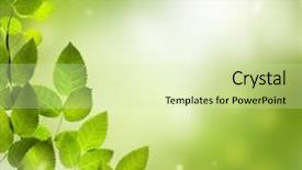  Presentation with spring nature grass - Amazing slide set having summer season abstract nature background backdrop and a soft green colored foreground