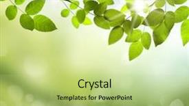  Presentation with spring nature grass - Presentation design enhanced with photosynthesis - spring or summer season abstract background and a mint green colored foreground