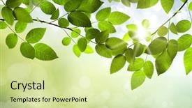  Presentation with spring nature grass - Cool new presentation design with spring or summer season abstract backdrop and a soft green colored foreground