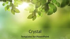  Presentation with spring nature grass - Slides consisting of spring or summer season abstract nature background with grass and blue sky in the back background and a yellow colored foreground