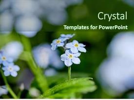 Spring Park With Different Plants PPT template 11 | CrystalGraphics