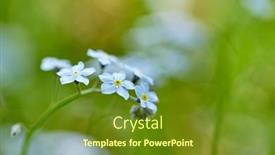  Presentation with plants - Audience pleasing presentation theme consisting of spring-park-with-different-plants backdrop and a tawny brown colored foreground