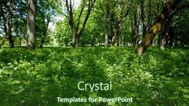  Presentation with plants - Presentation design having spring-park-with-different-plants background and a forest green colored foreground