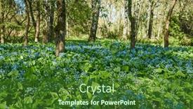  Presentation with trees - Slides having spring-park-with-young-grass background and a forest green colored foreground