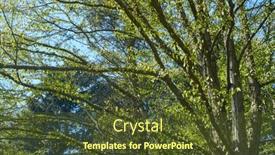  Presentation with trees - Presentation enhanced with spring-park-with-young-grass background and a tawny brown colored foreground