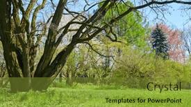 Presentation with trees - PPT theme consisting of spring-park-with-young-grass background and a gold colored foreground