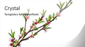  Presentation with easter bunny yellow spring flower - Presentation enhanced with spring peach blossom flower isolated background and a white colored foreground