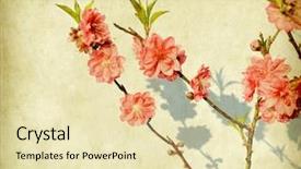  Presentation with old compass antique paper - Beautiful PPT layouts featuring spring peach blossom on old backdrop and a soft green colored foreground