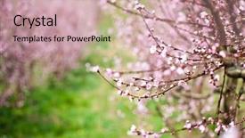  Presentation with pink 80s disco 3d - PPT theme with spring peach garden pink blossoms background and a coral colored foreground