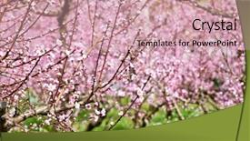  Presentation with spring - PPT layouts enhanced with spring peach garden pink blossoms background and a coral colored foreground