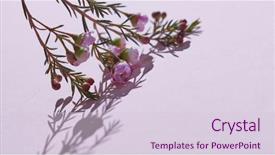  Presentation with space time - Audience pleasing PPT theme consisting of spring pink flowers and bud backdrop and a lemonade colored foreground