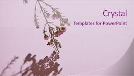  Presentation with beautiful spring flowers - Slides enhanced with spring pink flowers and bud background and a lemonade colored foreground