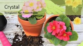  Presentation with vertical - Audience pleasing slides consisting of spring primula flowers and planters also available in vertical backdrop and a yellow colored foreground