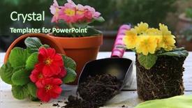  Presentation with spring - Cool new theme with spring primula flowers and planters backdrop and a tawny brown colored foreground