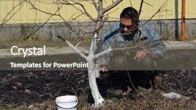  Presentation with fruit trees - Slide deck having spring protection of fruit trees background and a gray colored foreground