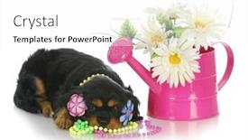  Presentation with king - Slides featuring spring puppy - cute cavalier king charles spaniel female with watering can and flowers background and a white colored foreground