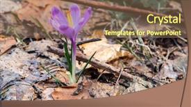 Presentation with purple crocus - Audience pleasing PPT theme consisting of spring purple crocus flower in wood backdrop and a tawny brown colored foreground