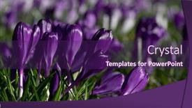  Presentation with purple crocus - PPT theme featuring spring-purple-crocus-flowers background and a violet colored foreground