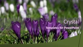  Presentation with purple crocus - Presentation theme consisting of spring-purple-crocus-flowers background and a violet colored foreground
