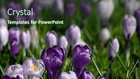  Presentation with purple crocus - Presentation design with spring-purple-crocus-flowers background and a tawny brown colored foreground