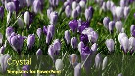  Presentation with purple crocus - Slide deck featuring spring-purple-crocus-flowers background and a tawny brown colored foreground