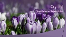  Presentation with purple crocus - PPT theme with spring-purple-crocus-flowers background and a violet colored foreground