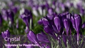  Presentation with purple crocus - PPT theme consisting of spring-purple-crocus-flowers background and a violet colored foreground