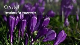  Presentation with purple crocus - Presentation design enhanced with spring-purple-crocus-flowers background and a violet colored foreground