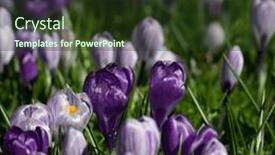  Presentation with purple crocus - PPT theme featuring spring-purple-crocus-flowers background and a tawny brown colored foreground