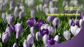  Presentation with purple crocus - Presentation with spring-purple-crocus-flowers background and a tawny brown colored foreground